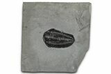 Calymene Niagarensis Trilobite Fossil - New York #357099-1